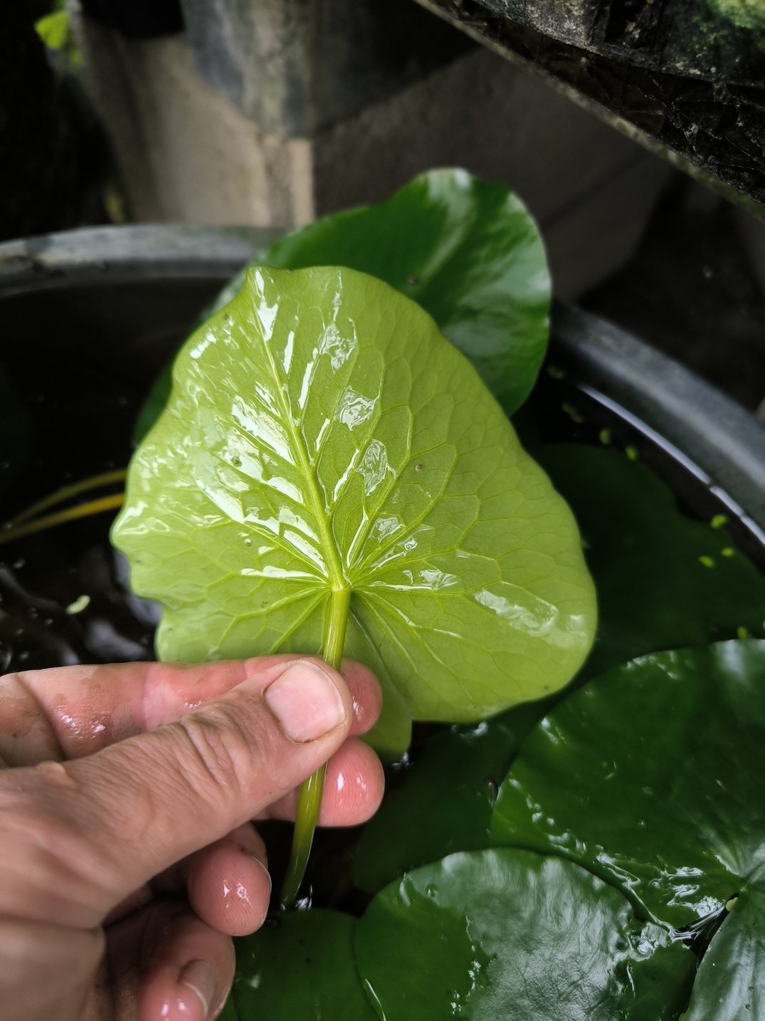 Nymphaea prolifera – Image 5