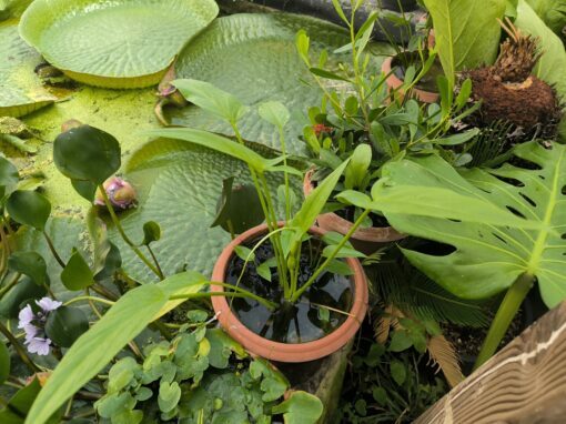 Typhonium flagelliforme Laos (aquatique!) – Image 4