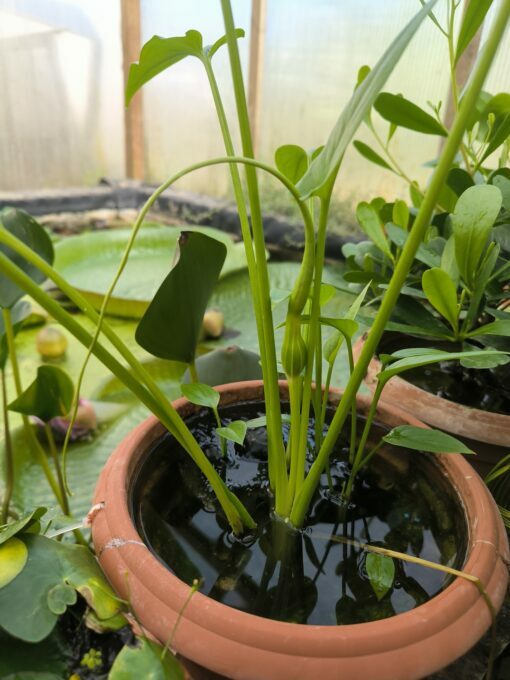 Typhonium flagelliforme Laos (aquatique!) – Image 3