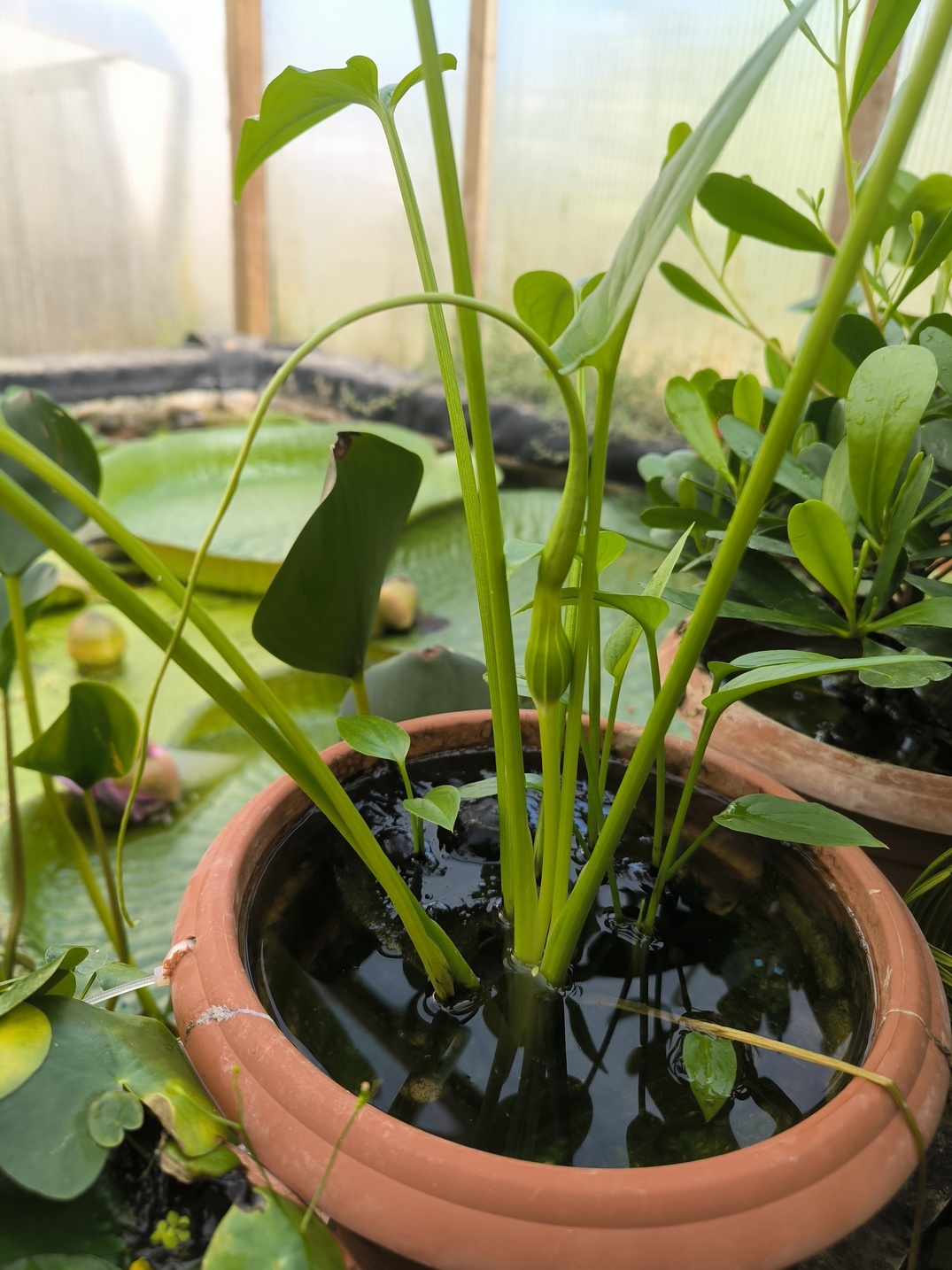 Typhonium flagelliforme Laos (aquatique!) – Image 3