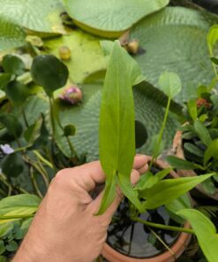 Typhonium flagelliforme Laos (aquatique!)