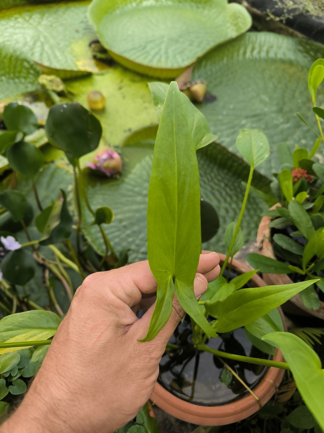 Typhonium flagelliforme Laos (aquatique!)