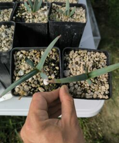 2 x Welwitschia mirabilis 1,4L