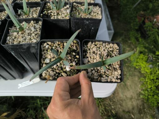 2 x Welwitschia mirabilis 1,4L