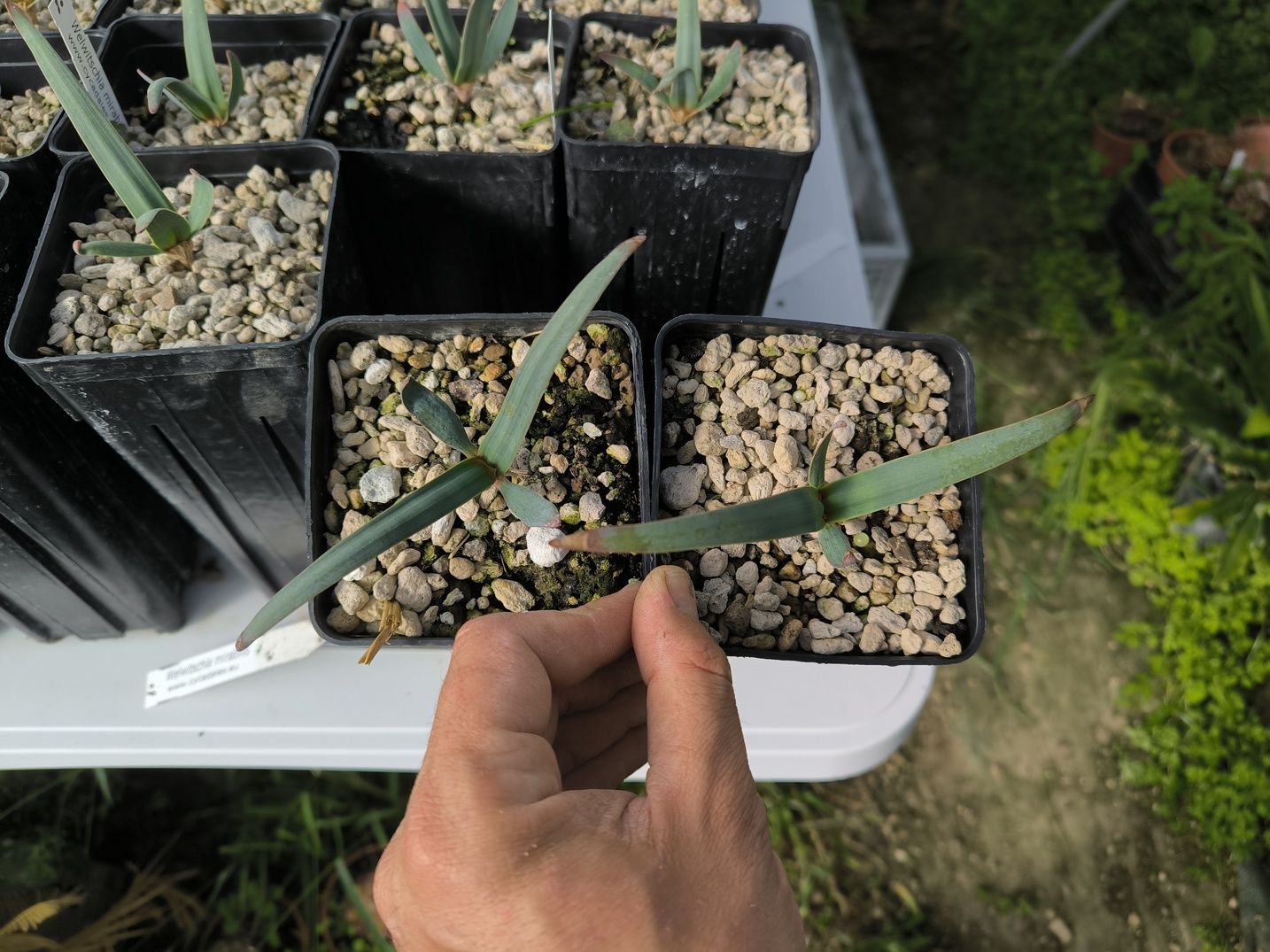 2 x Welwitschia mirabilis 1,4L