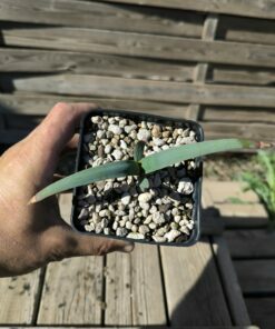 Alternative view of Welwitschia mirabilis 1,4L