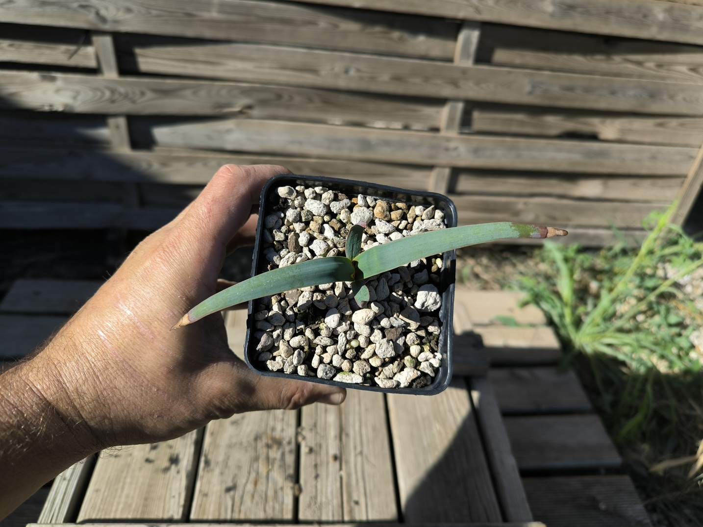 Welwitschia mirabilis 1,4L – Image 2