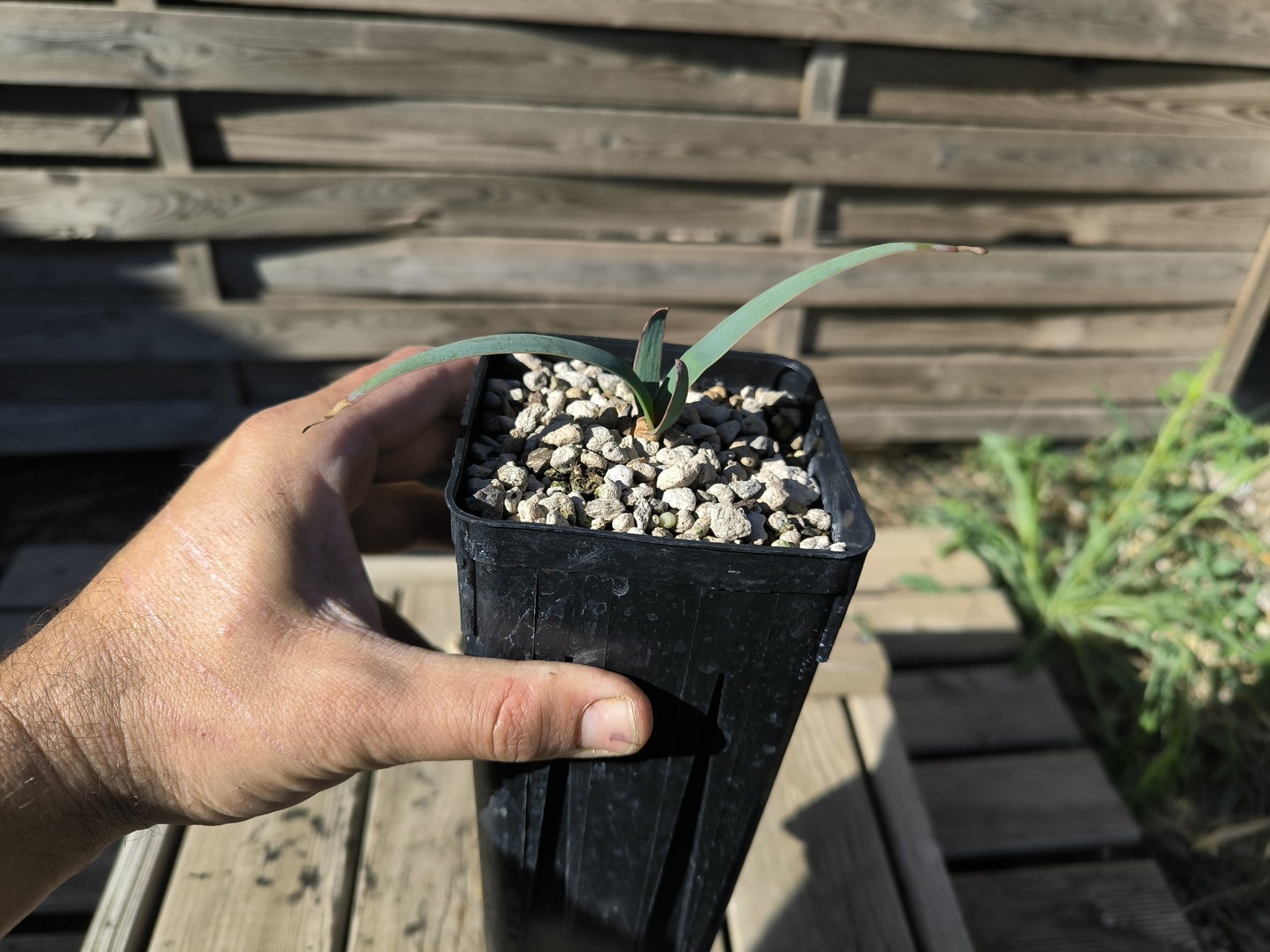 Welwitschia mirabilis 1,4L – Image 3