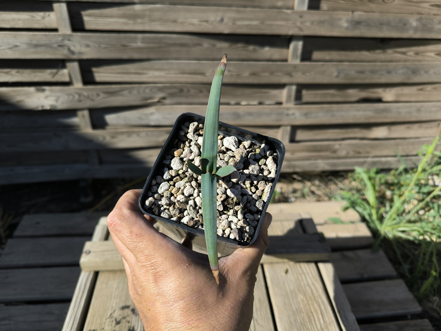 Welwitschia mirabilis 1,4L – Image 4