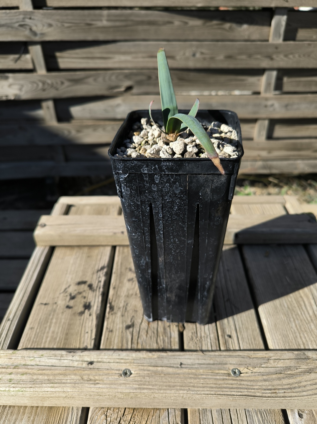 Welwitschia mirabilis 1,4L – Image 6