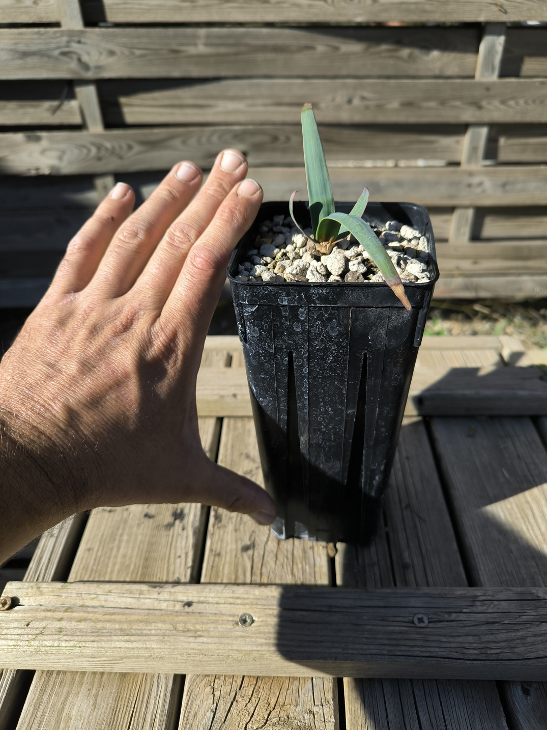 Welwitschia mirabilis 1,4L – Image 5