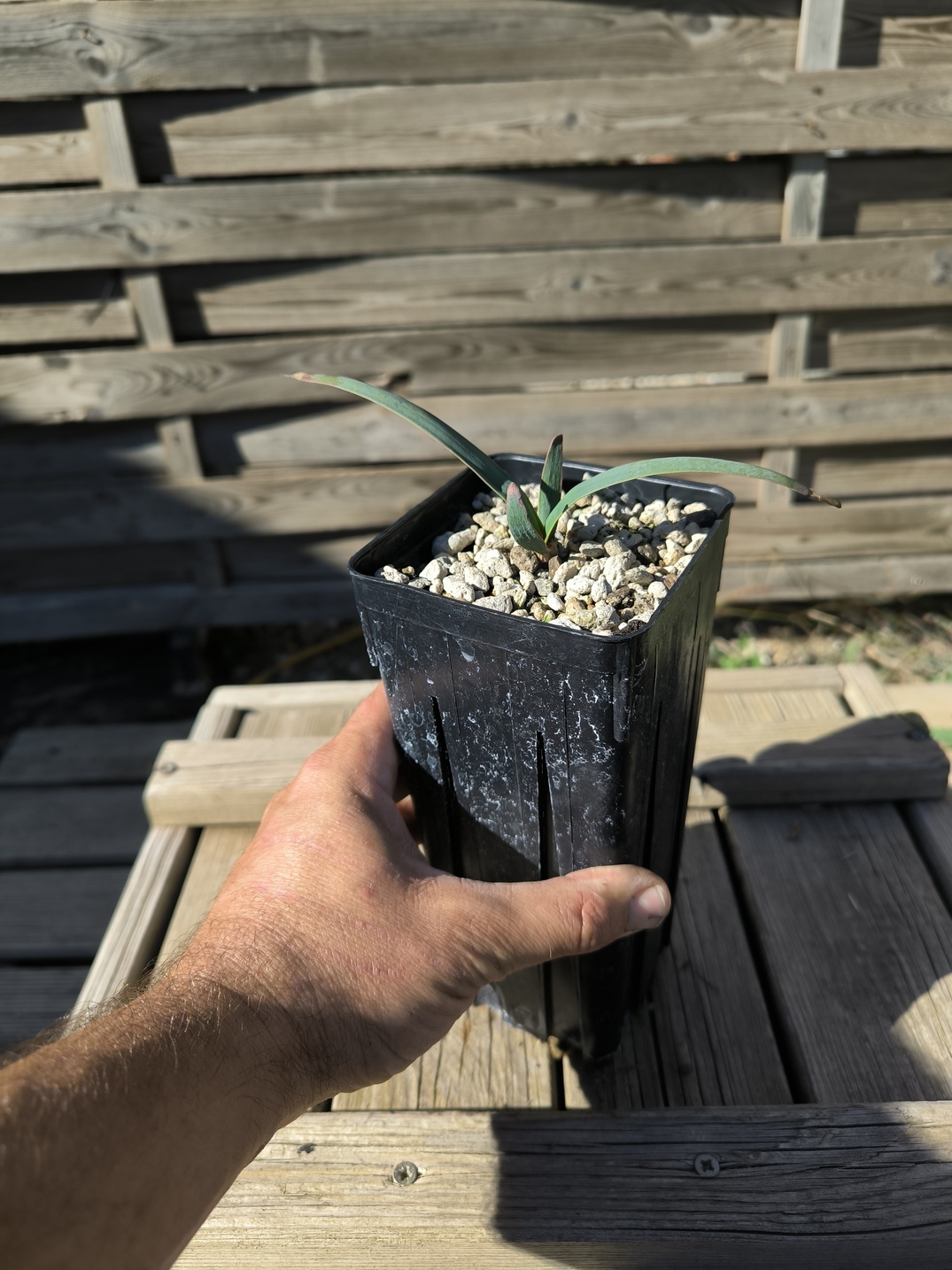 Welwitschia mirabilis 1,4L – Image 7