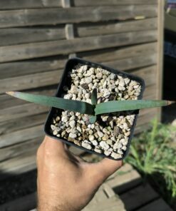 Welwitschia mirabilis 1,4L