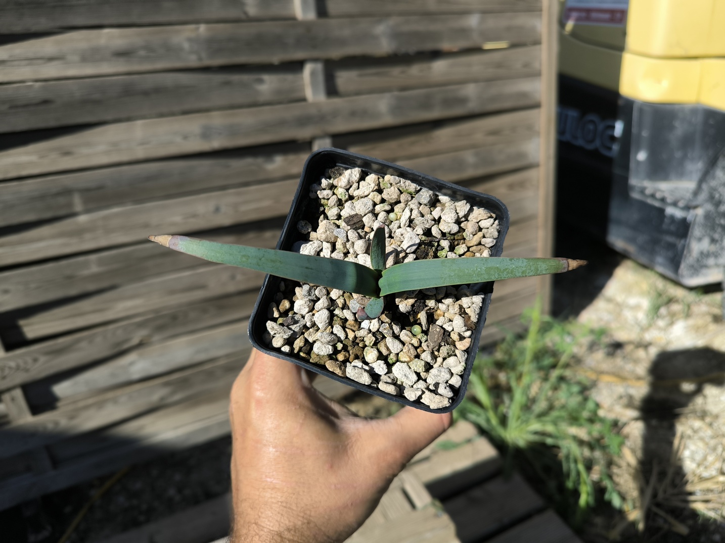 Welwitschia mirabilis 1,4L