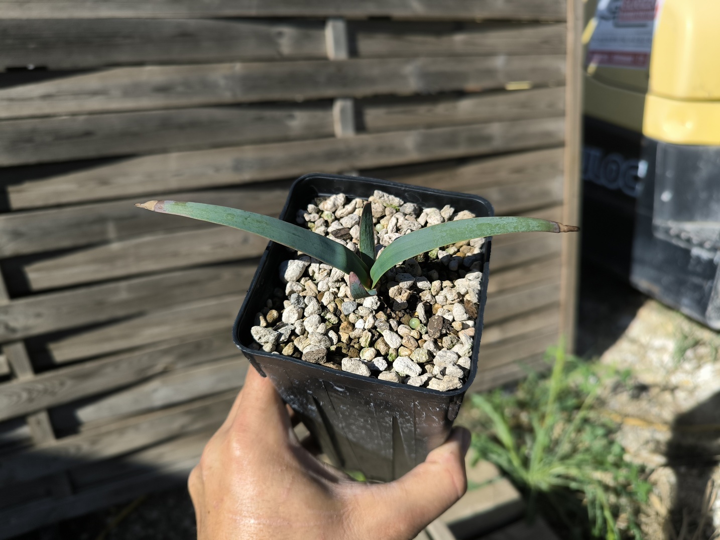 Welwitschia mirabilis 1,4L – Image 8