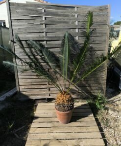Cycas panzhihuaensis 25-30cm A