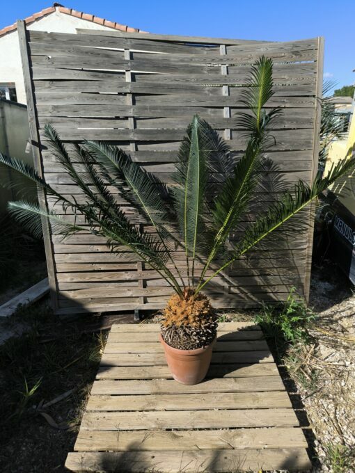 Cycas panzhihuaensis 25-30cm A