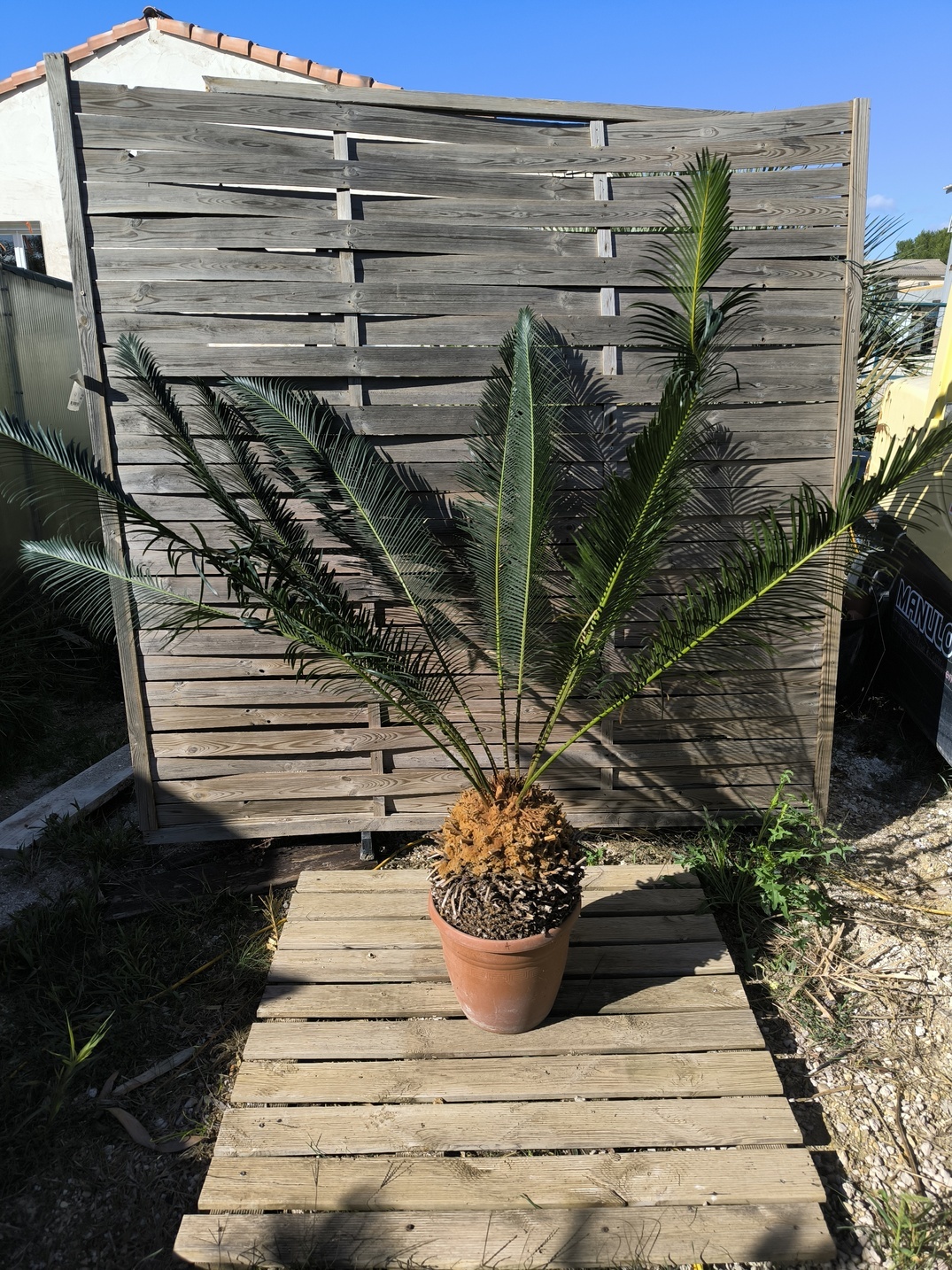 Cycas panzhihuaensis 25-30cm A