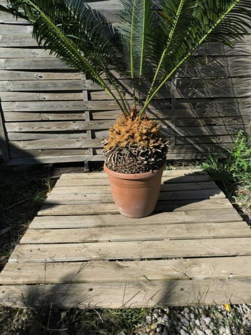Cycas panzhihuaensis 25-30cm A – Image 6