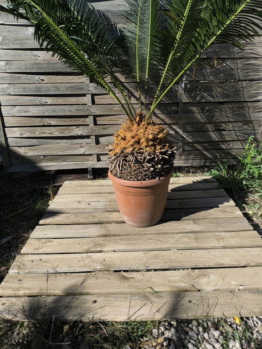 Cycas panzhihuaensis 25-30cm A – Image 6