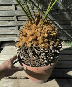 Alternative view of Cycas panzhihuaensis 25-30cm A