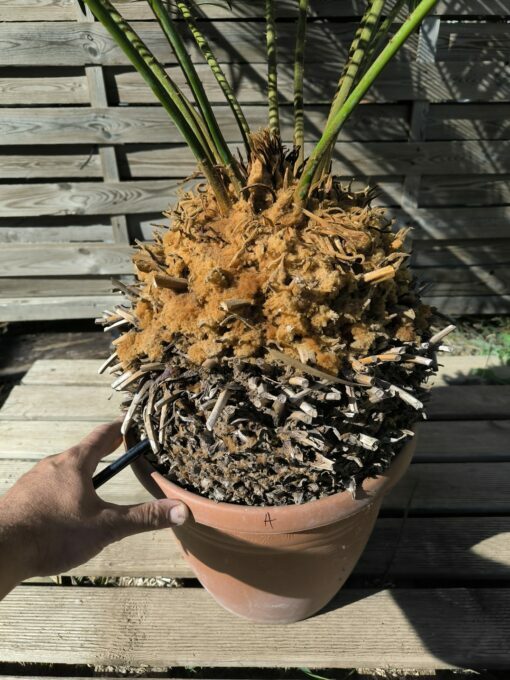Cycas panzhihuaensis 25-30cm A – Image 2