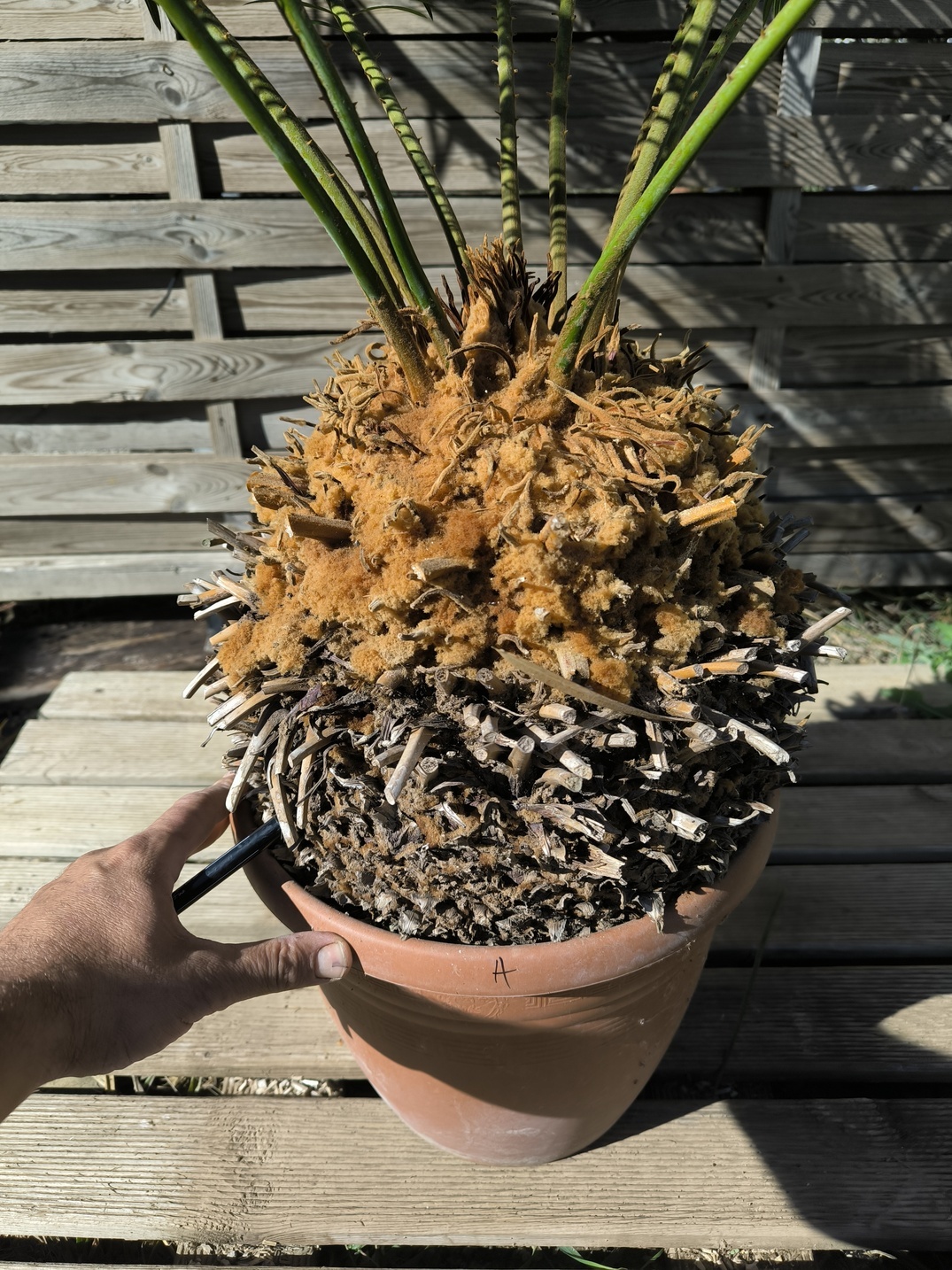 Cycas panzhihuaensis 25-30cm A – Image 2