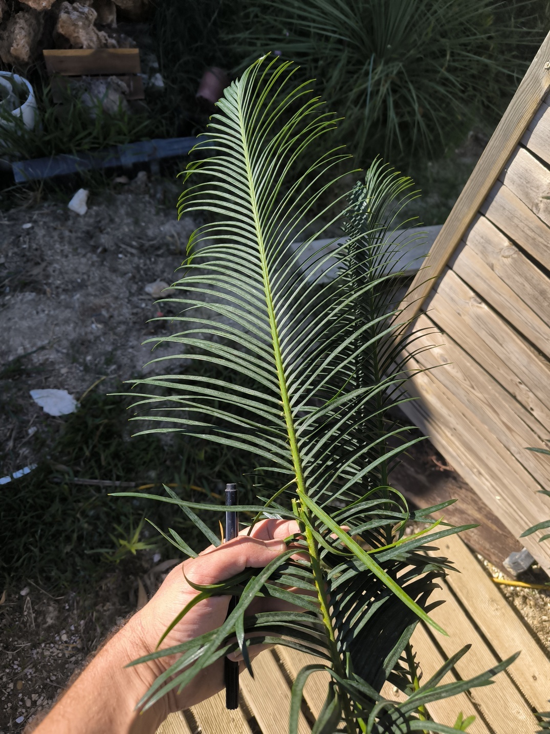 Cycas panzhihuaensis 25-30cm A – Image 4