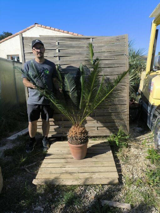 Cycas panzhihuaensis 25-30cm A – Image 5
