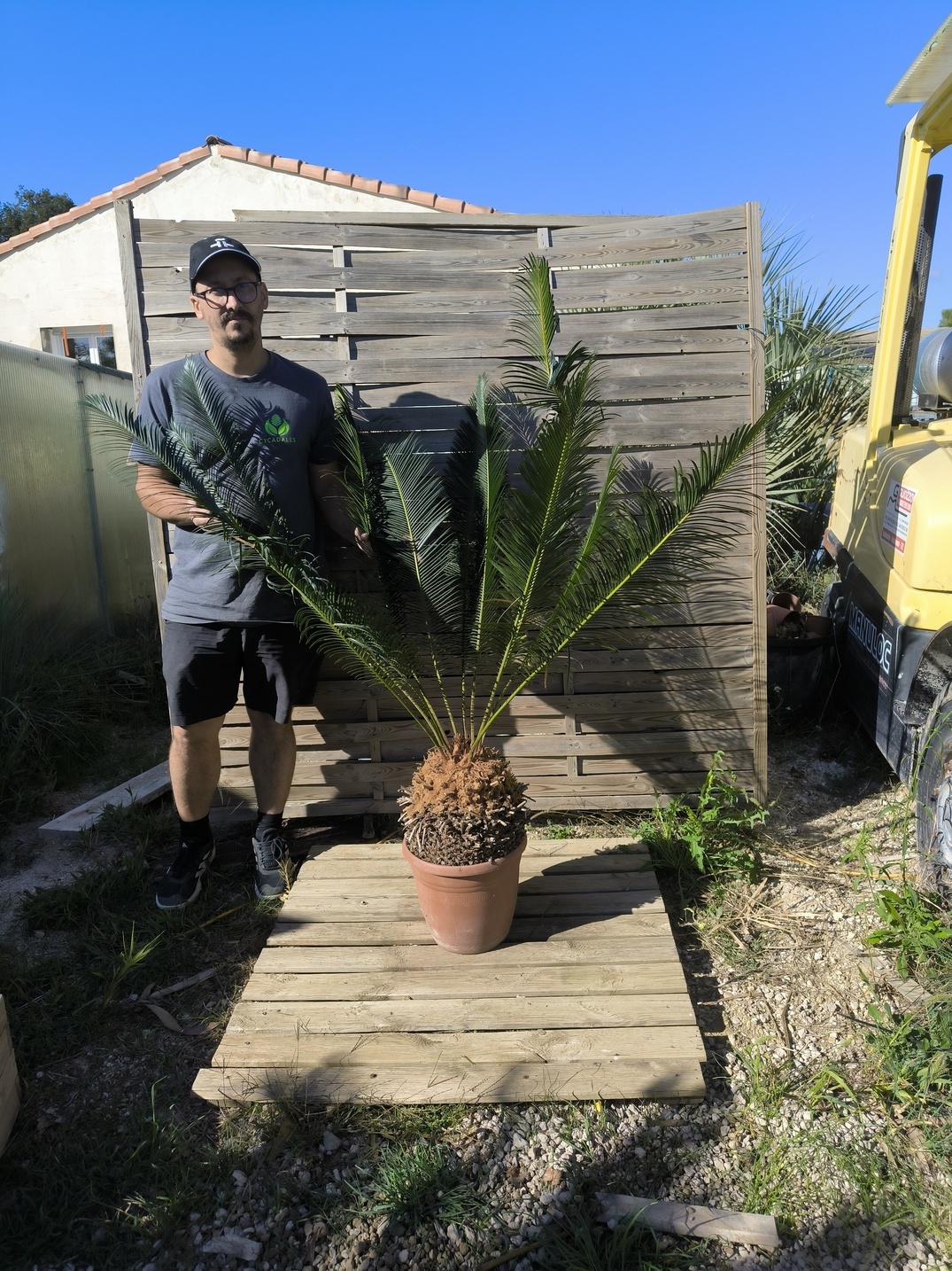 Cycas panzhihuaensis 25-30cm A – Image 5