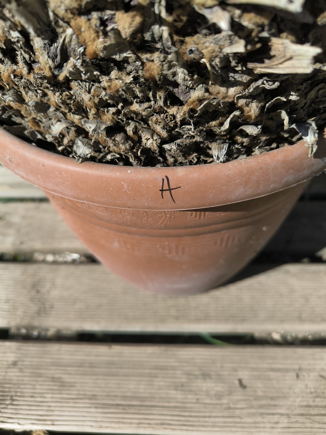 Cycas panzhihuaensis 25-30cm A – Image 3