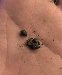 Amorphophallus claudelii 4 x bulbes