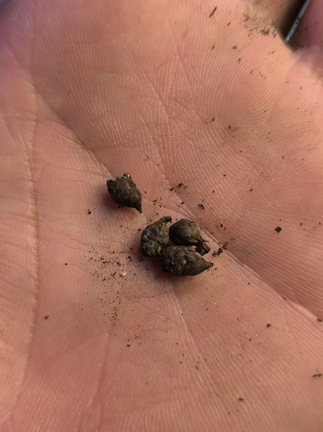 Amorphophallus claudelii 4 x bulbes