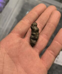 Alternative view of Amorphophallus ferruginosus 1 bulb