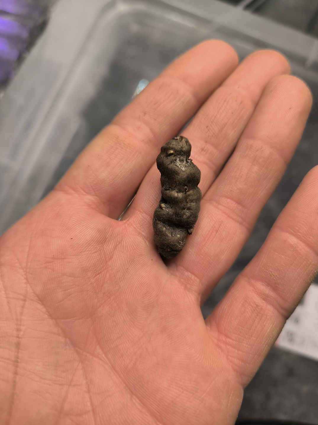 Amorphophallus ferruginosus 1 bulb – Image 2