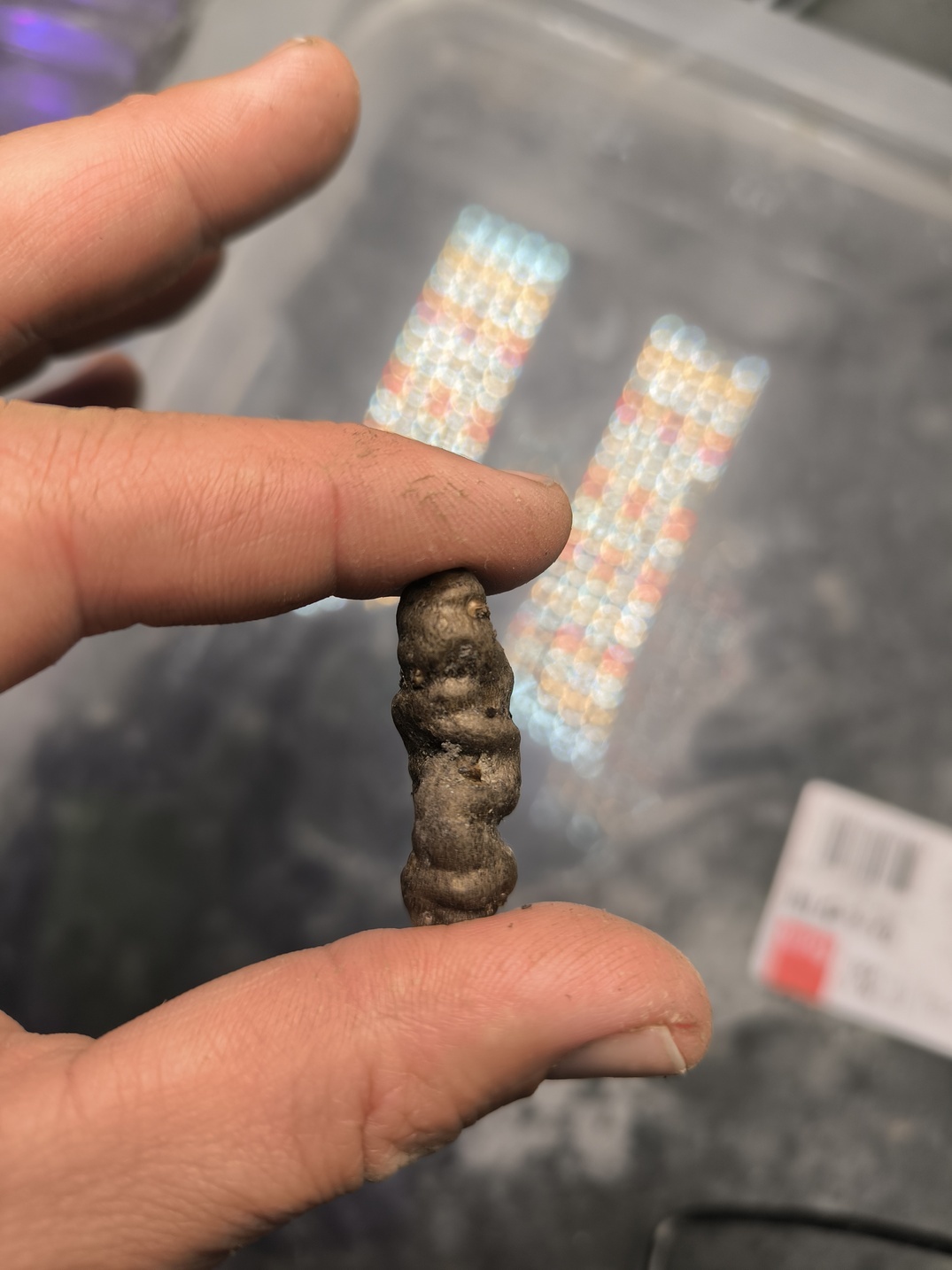 Amorphophallus ferruginosus 1 bulb – Image 3