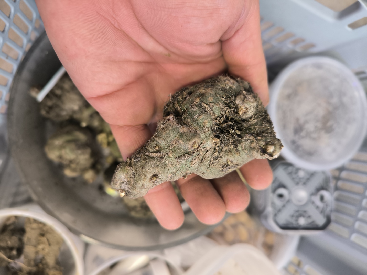 Amorphophallus impressus x maximus bulb L - Image 4