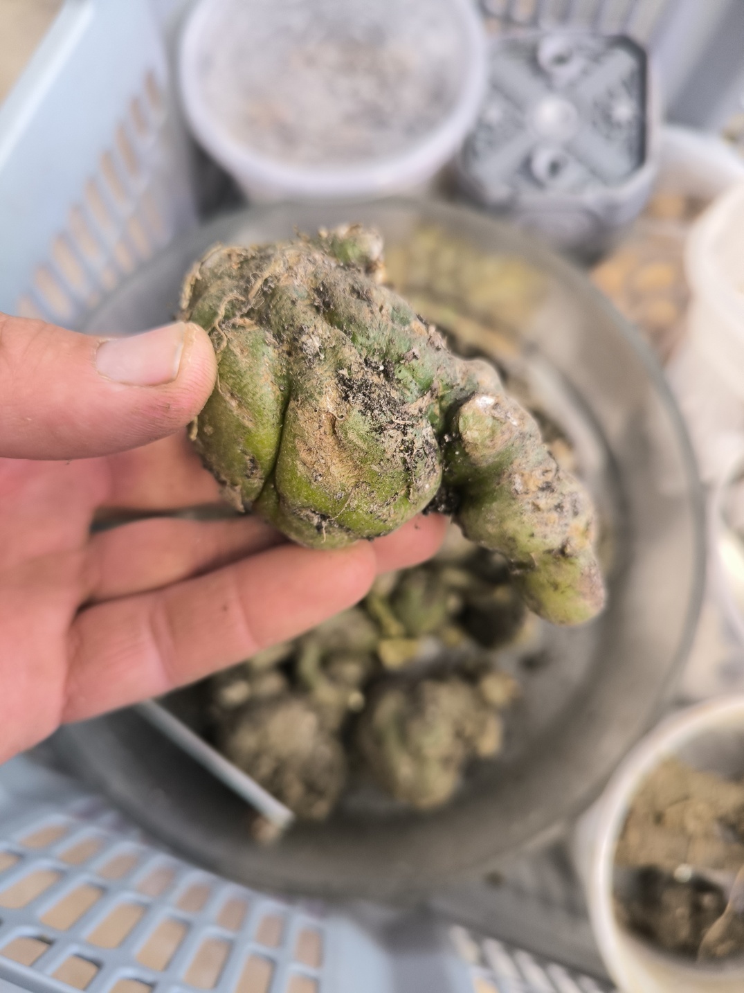 Amorphophallus impressus x maximus bulb L - Image 5