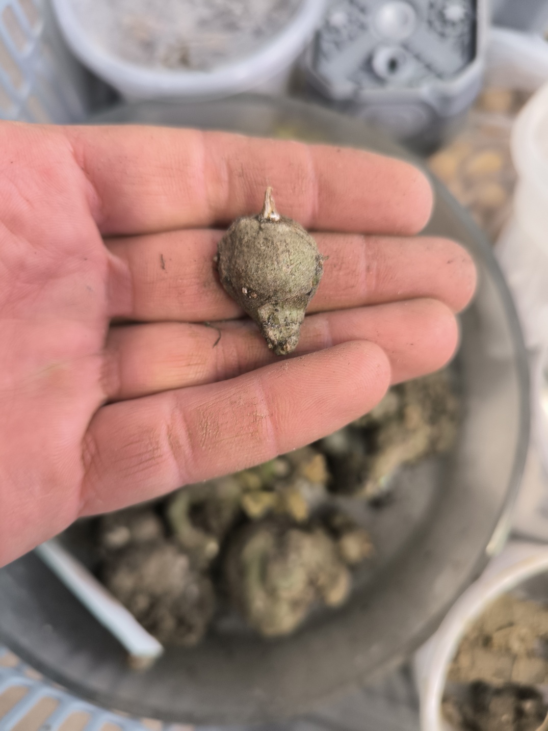 Amorphophallus impressus x maximus bulb S - Image 4