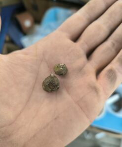 Amorphophallus ravenii 2 bulbes