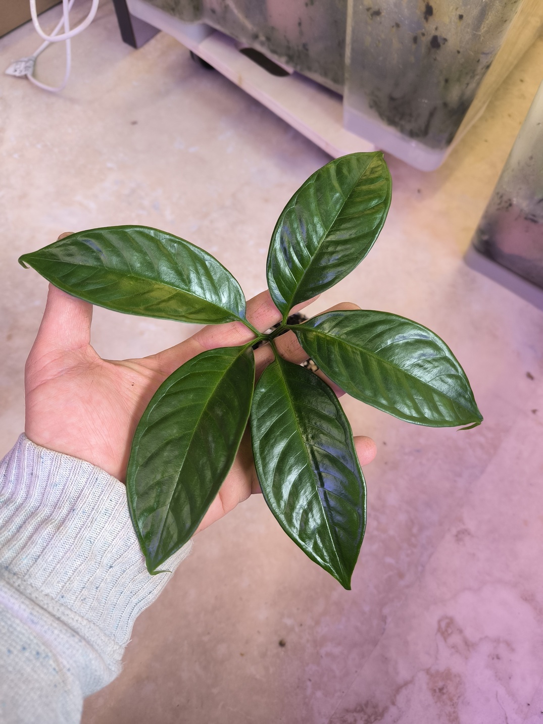 Amorphophallus titanum - Image 4