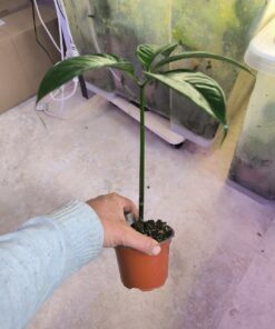 Alternative view of Amorphophallus titanum