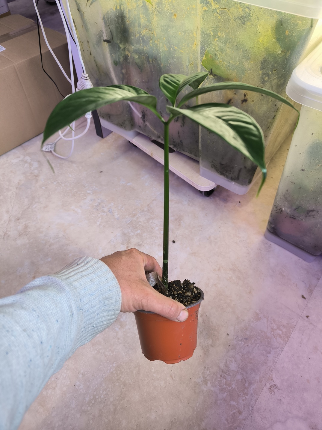 Amorphophallus titanum - Image 2