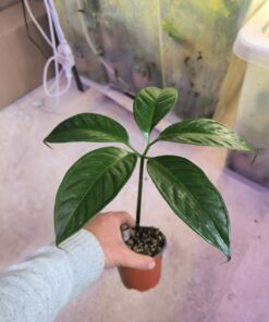 Amorphophallus titanum