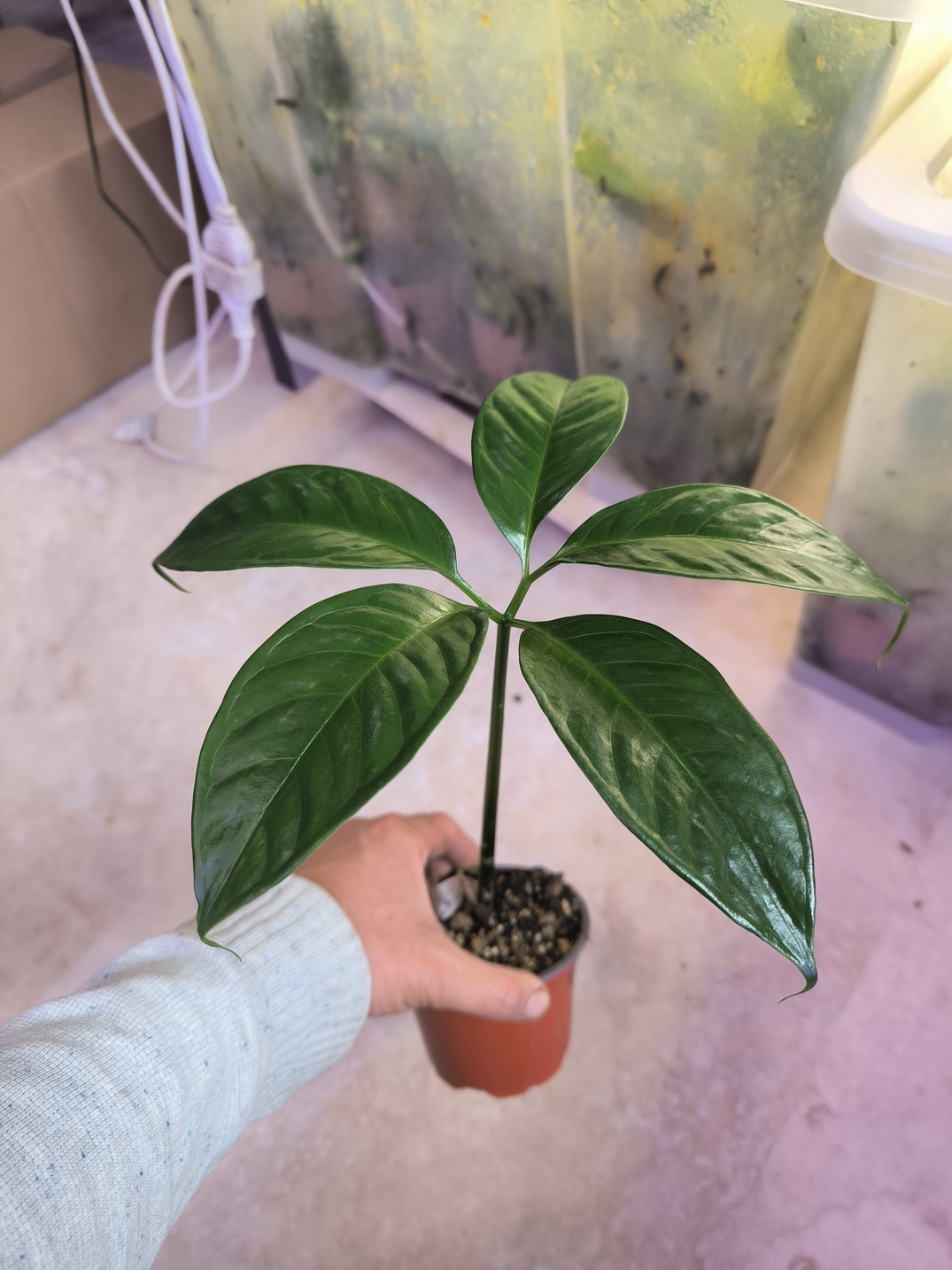 Amorphophallus titanum