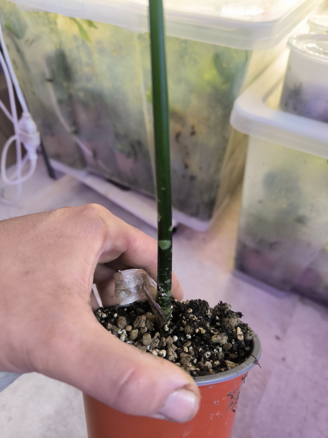 Amorphophallus titanum - Image 3