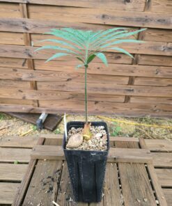 Alternative view of Cycas glauca