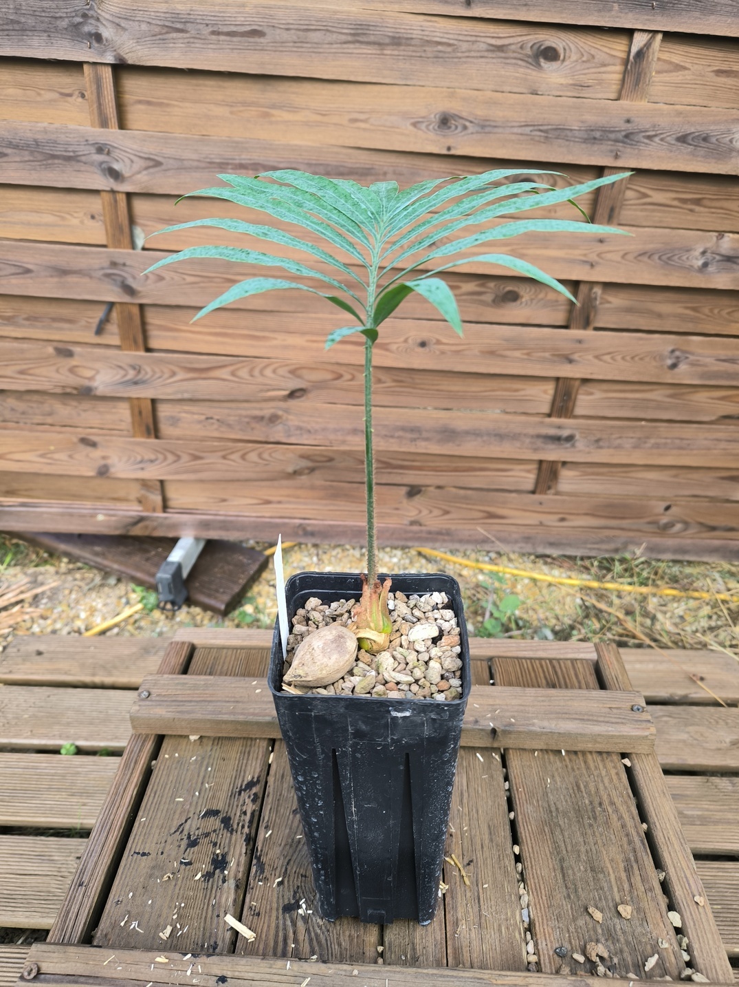 Cycas glauca - Image 2