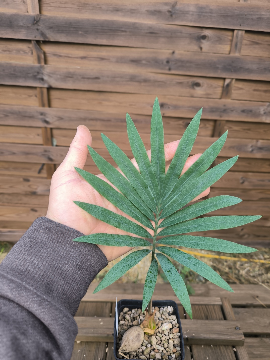 Cycas glauca - Image 3