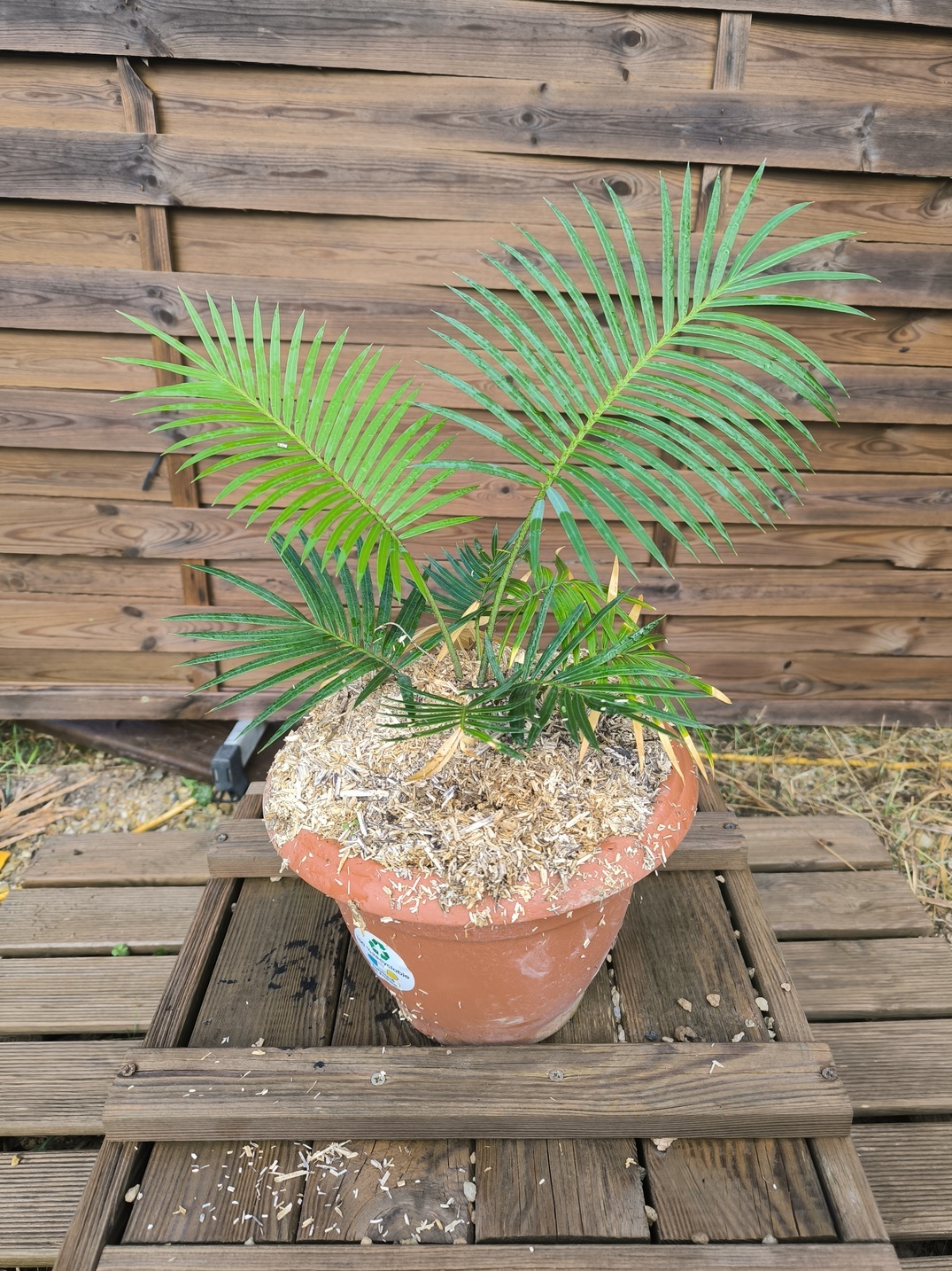 Cycas sexseminifera 4-5cm caudex - Image 3